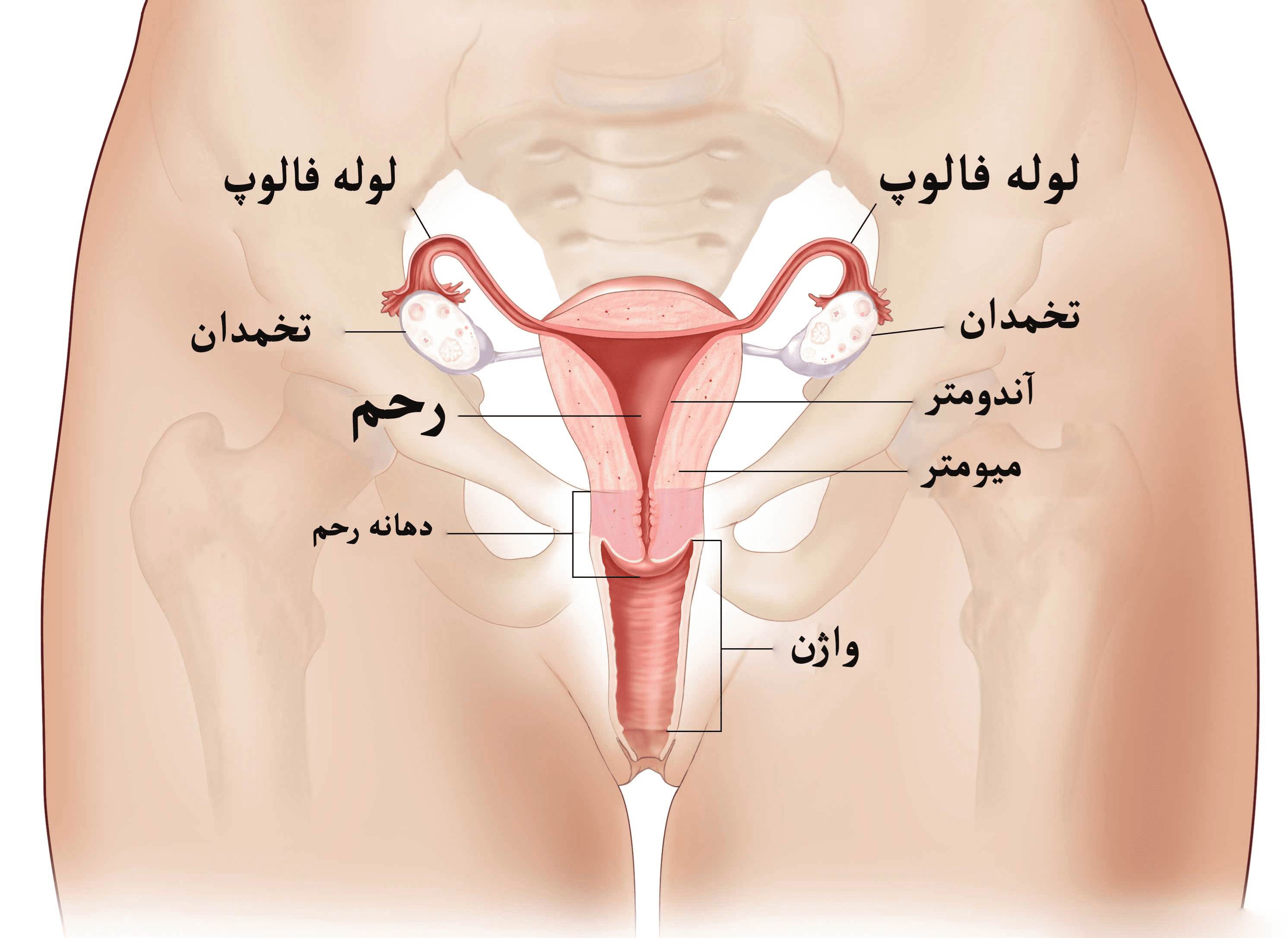 هزینه عمل جراحی لابیاپلاستی